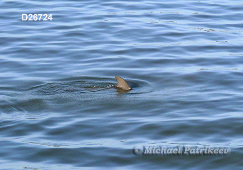 Common Bottlenose Dolphin (Tursiops truncatus)